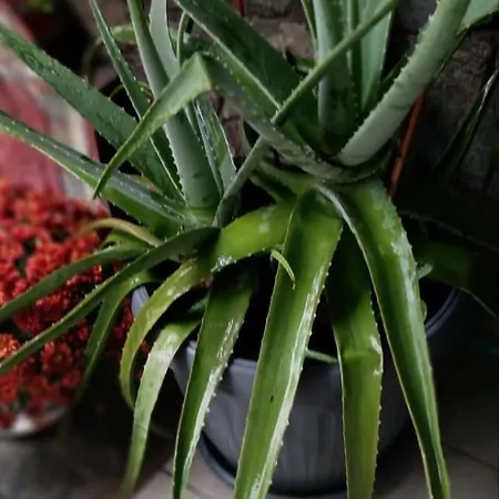 Apartment Garden's House